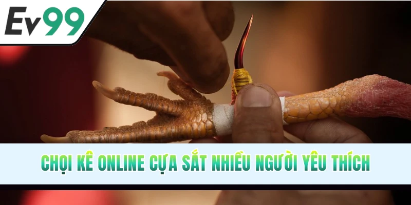 Thưởng thức các màn giao đấu cựa sắt kịch tính