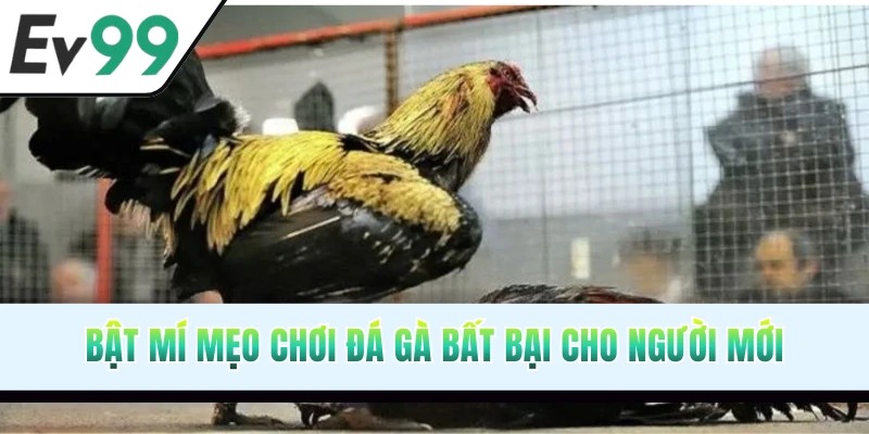 Thủ thuật chơi đá gà EV99 thắng lớn